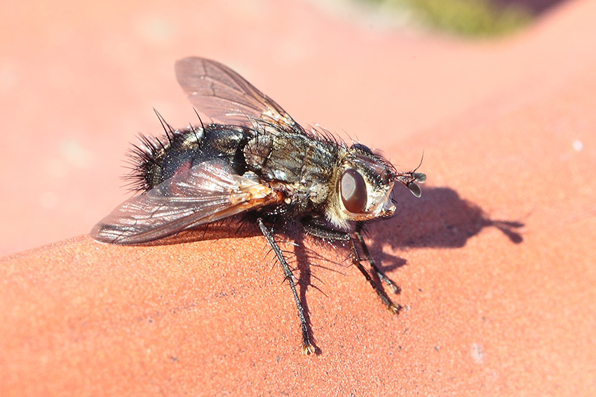 Tachinidae da determinare